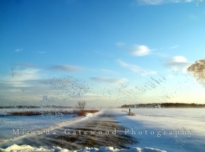 Windshield View, Hulse Landing Road