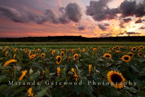 © Miranda Gatewood-1-2-2