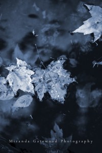 © Miranda Gatewood-2-2