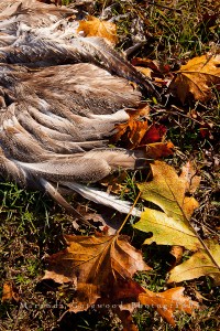 © Miranda Gatewood-2