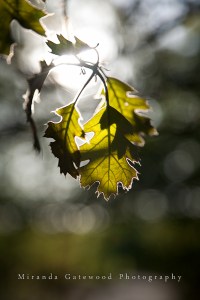 © Miranda Gatewood-3825