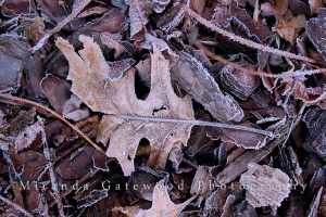 Rime Ice on Oak Leaf #9637